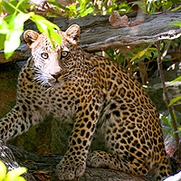 Tourisme au Cameroun Tourisme au Cameroun