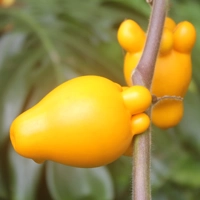 Tourisme au Cameroun