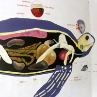 Tourisme au Cameroun