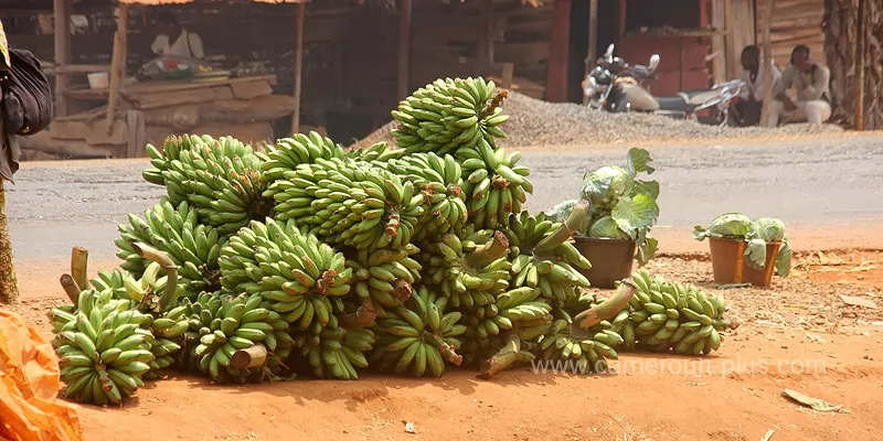 Cameroun, commune, géographie, Bayangam