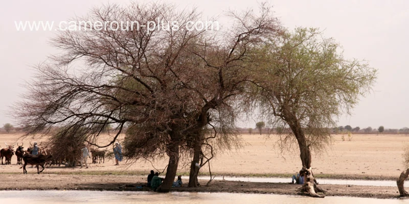 Cameroun, commune, géographie, Goulfey