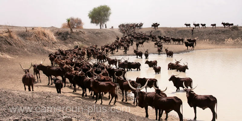 Cameroun, commune, géographie, Blangoua
