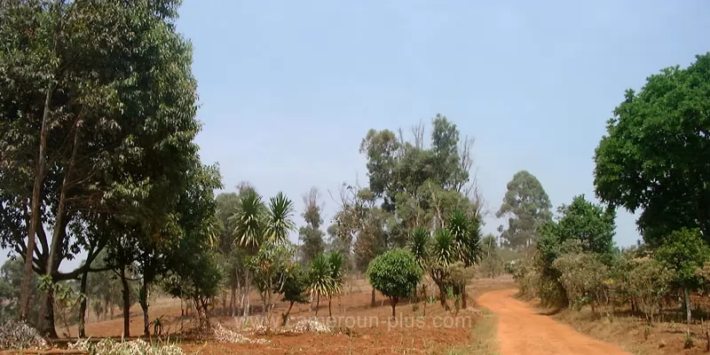 Cameroun, département, géographie, Bamboutos