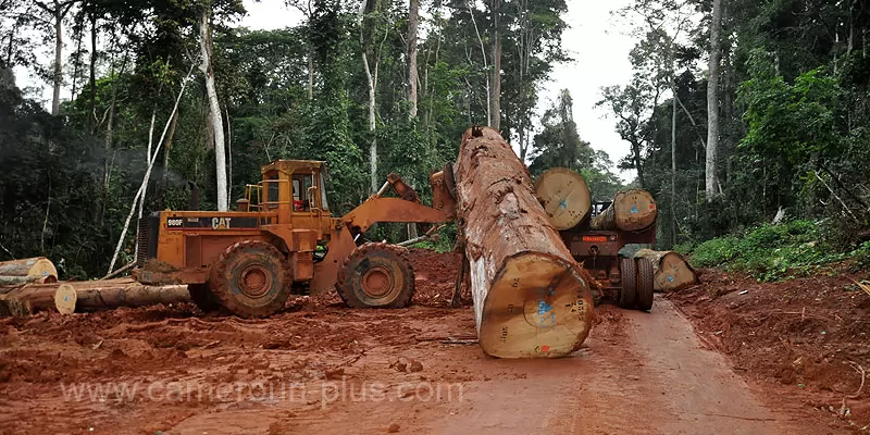 Cameroun, commune, géographie, Gari Gombo