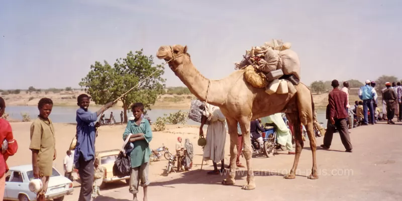 Cameroun, département, géographie, Logone-et-Chari