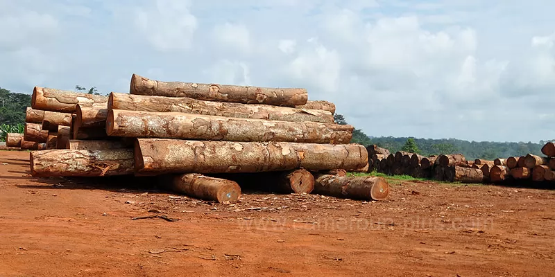 Cameroun, commune, géographie, Bertoua