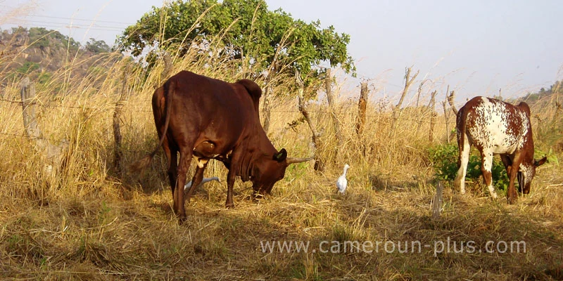 Cameroun, commune, géographie, Bankim
