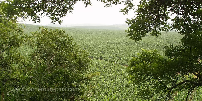 Cameroun, commune, géographie, Penja